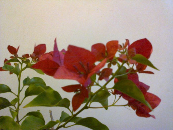  - A-Flori 2013