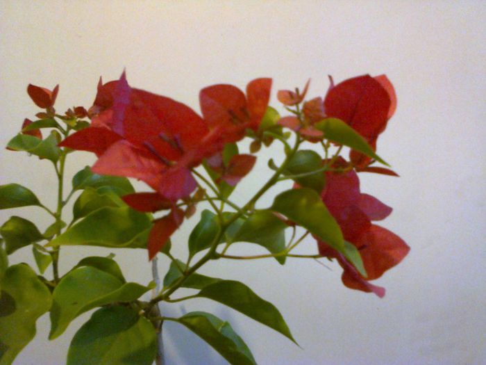  - A-Flori 2013