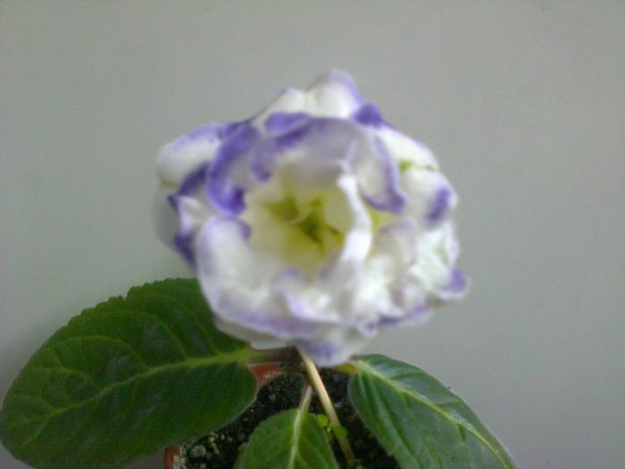  - A-Flori 2013