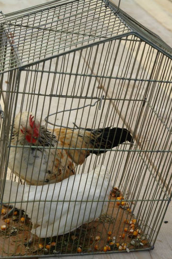 601597_661497417208692_670539866_n