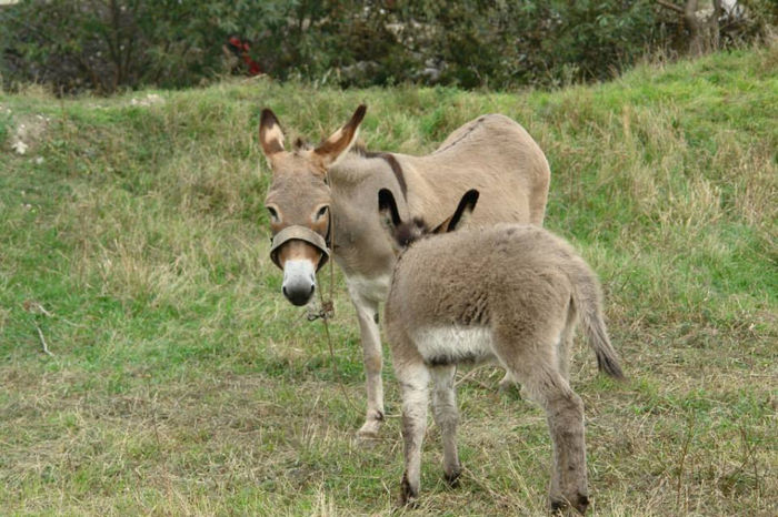 1377392_661501877208246_201308787_n