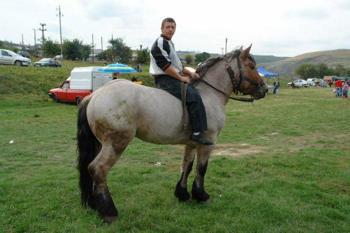 CEL MAI BLAND HARMASAR