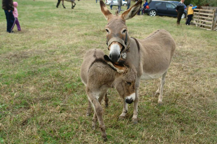 1381651_661502017208232_1914149969_n