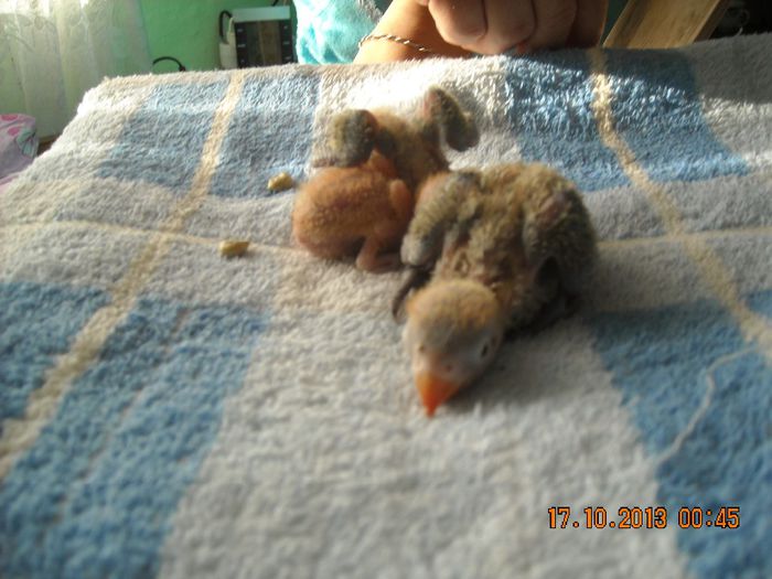 DSCN0066; La ora de curatenie a cuibului
