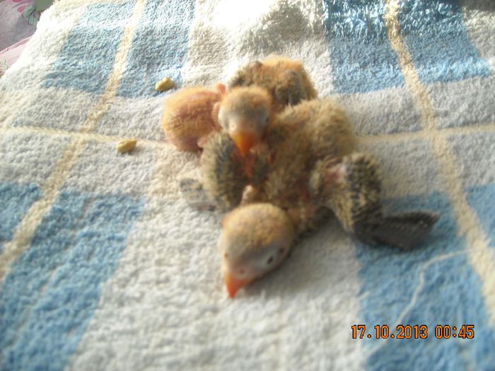 DSCN0067; La ora de curatenie a cuibului
