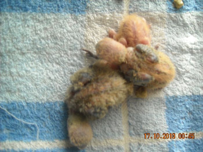 DSCN0068; La ora de curatenie a cuibului
