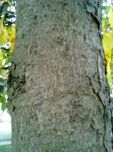 Tulpina de castan ornamental - Recunoasterea arborilor dupa scoarta