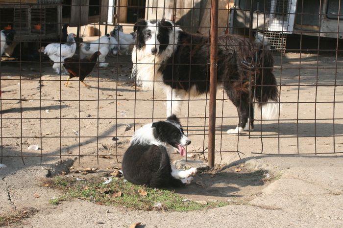 DOI BORDER COLLIE - A CONTACT