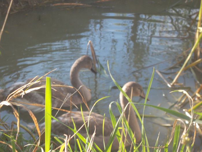 SAM_7367 - Lebede Albe