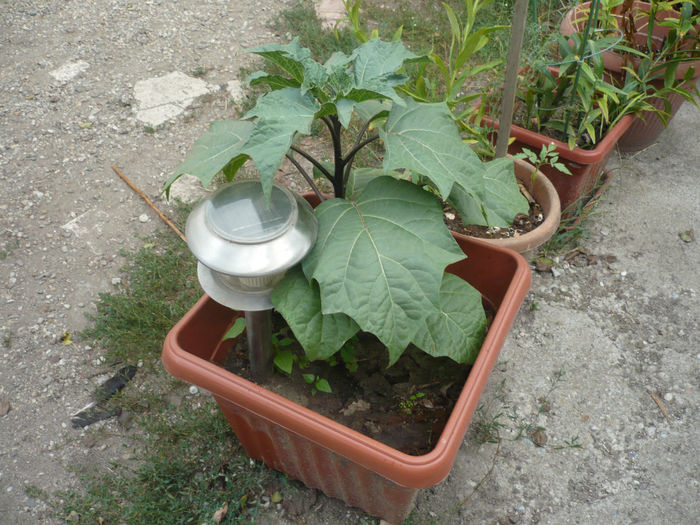 P1030575 - Datura