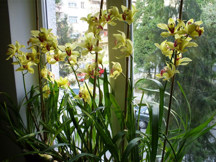 558498_316858041713888_1134984878_n - Orhidee Cymbidium