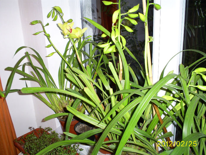 S5030789 - Orhidee Cymbidium