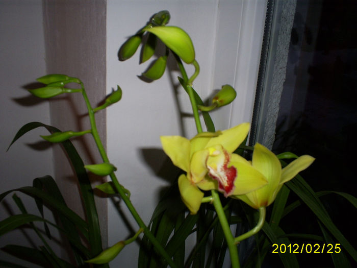 S5030790 - Orhidee Cymbidium