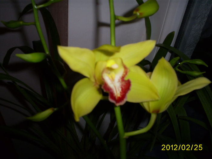 S5030791 - Orhidee Cymbidium