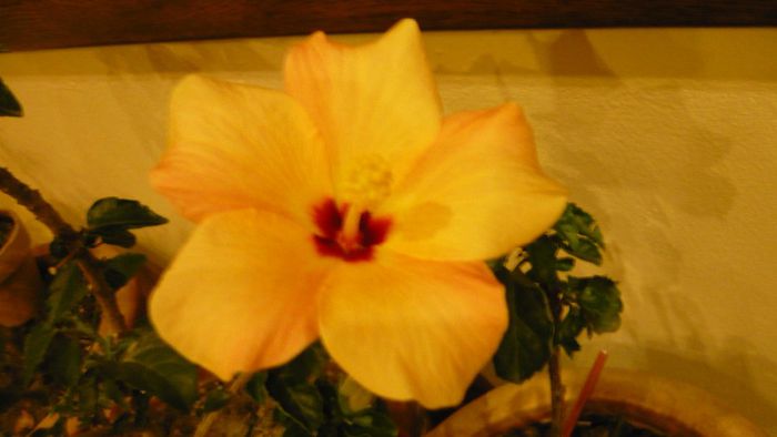 Picture 3062 - x 2013 hibiscus rosa sinesis 3