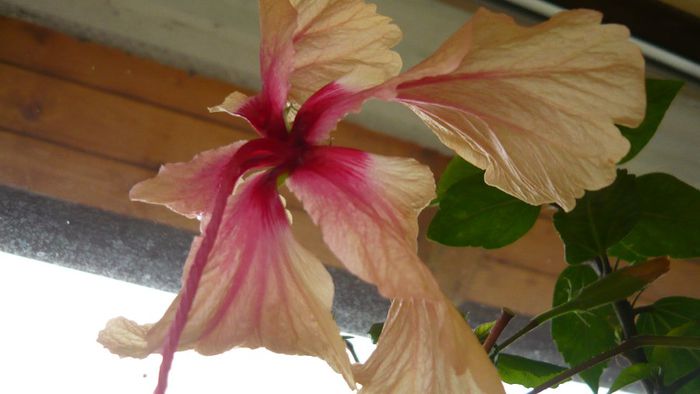 Picture 3086 - x 2013 hibiscus rosa sinesis 3