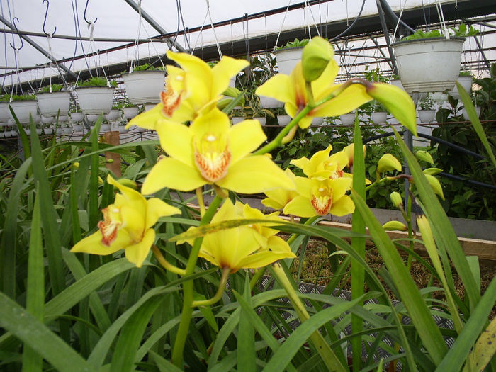 S5030813 - Orhidee Cymbidium