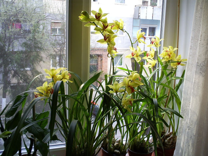 S5031154 - Orhidee Cymbidium