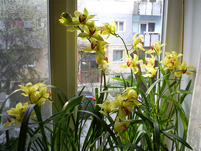 S5031155 - Orhidee Cymbidium