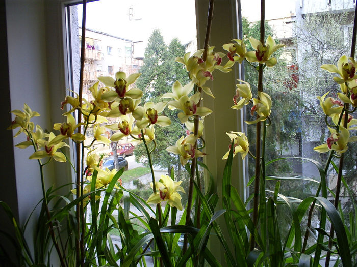 S5031158 - Orhidee Cymbidium