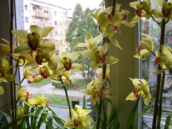 S5031159 - Orhidee Cymbidium