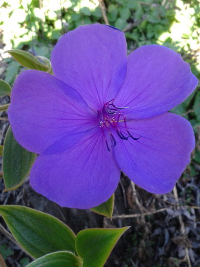 Clematita-2013-10-19 16.22.59