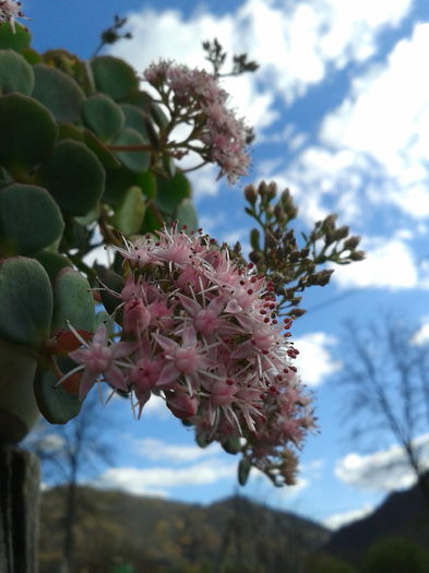 Sedum sieboldii(floare grasa)-2013-10-19 14.57.51