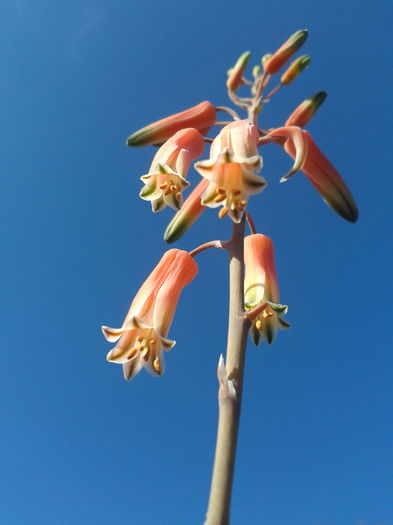 Aloe variegata-2013-10-19 15.57.29