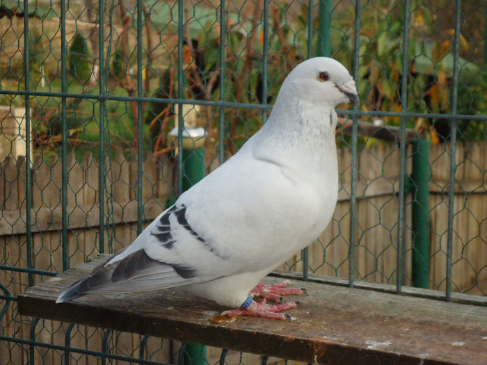 DSC04037