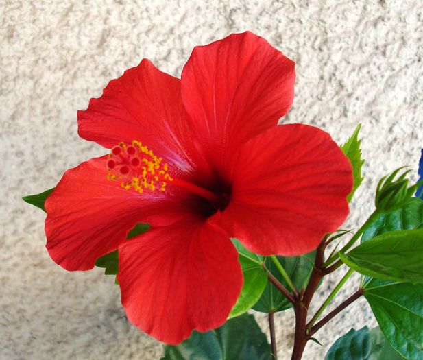 Octombrie 2013 - Hibiscus