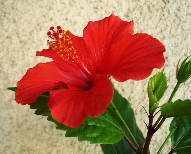 Octombrie 2013 - Hibiscus