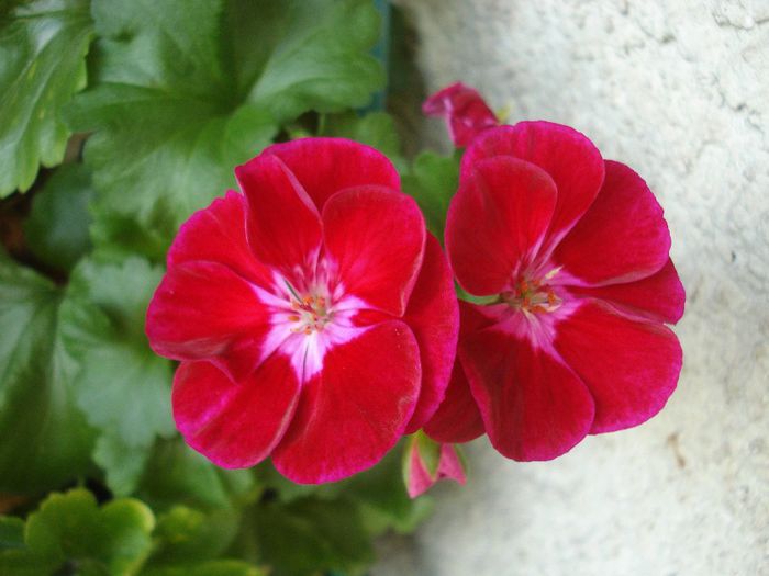 Octombrie 2013 - Muscate