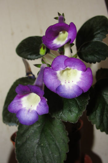 SRGs Blue Cheese - Sinningia-1