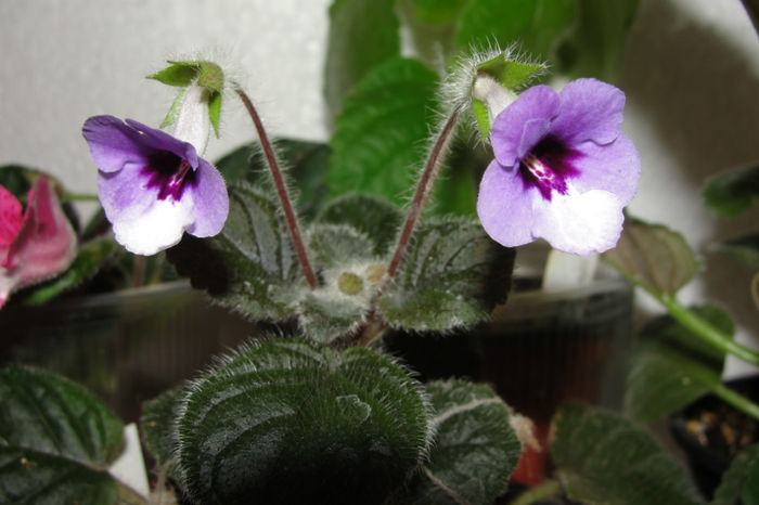 Amizade - Sinningia-1