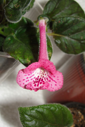 SRG's Pink Eruption - Sinningia-1