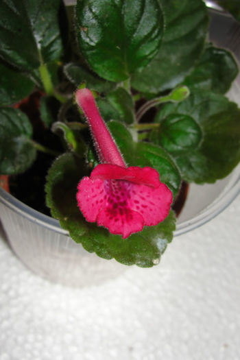 SRG's Red Eruption - Sinningia-1