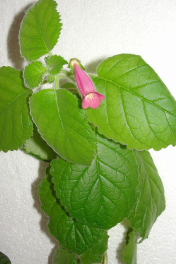 Magic Moment - Sinningia-1