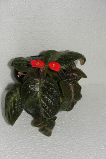  - Episcia S