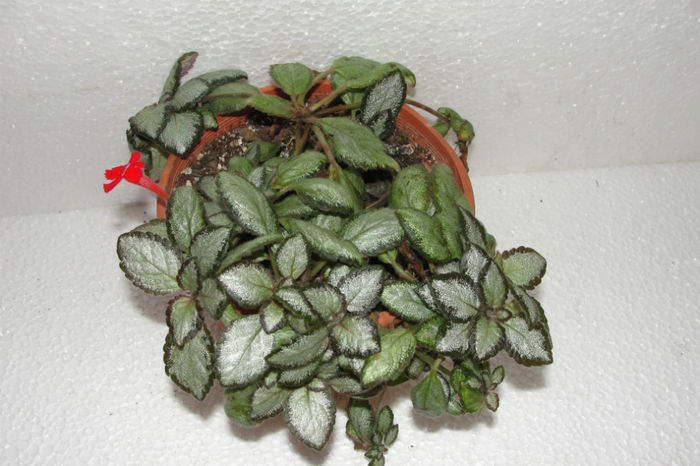  - Episcia S
