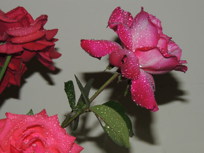 DSCN1835