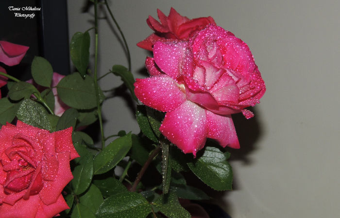 DSCN1842