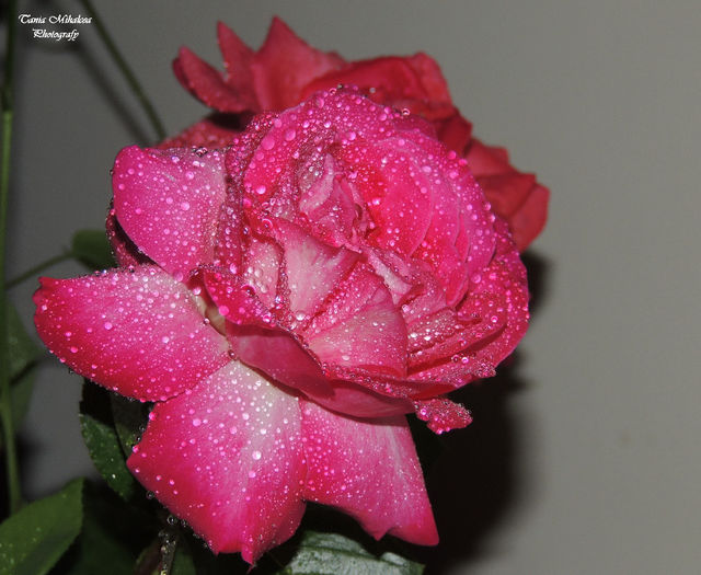 DSCN1843