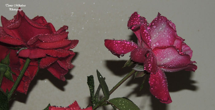 DSCN1848