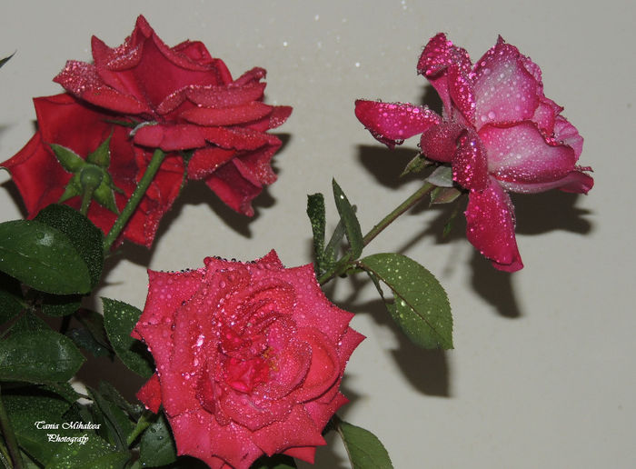 DSCN1849