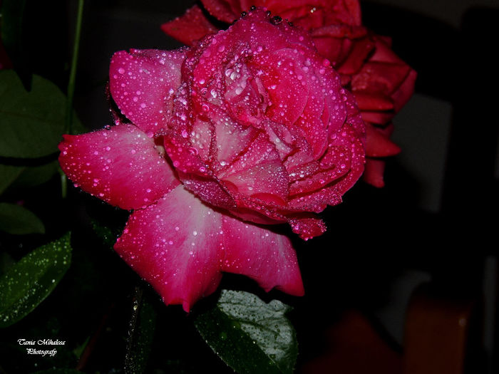 DSCN1856