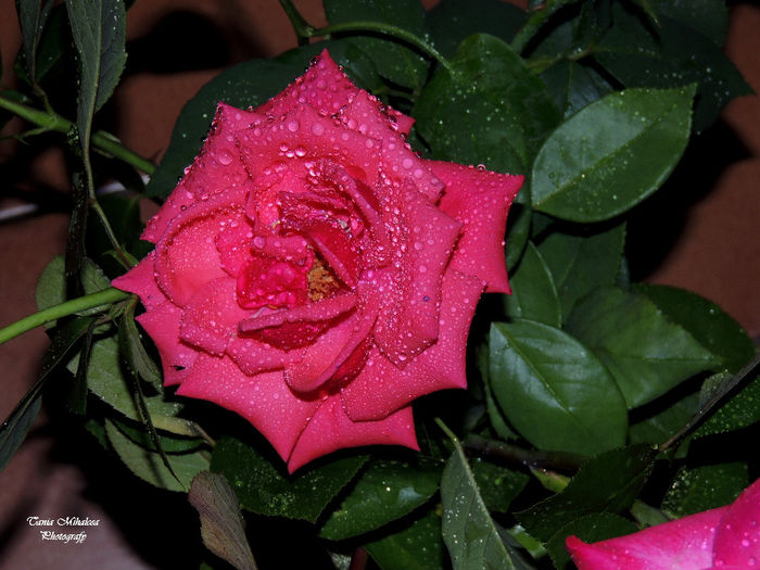 DSCN1860