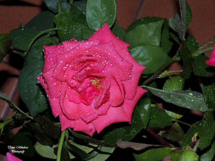 DSCN1861