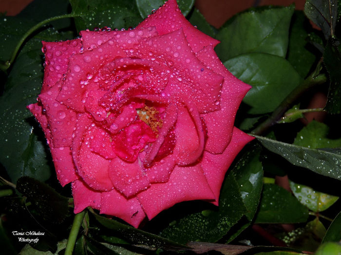 DSCN1862