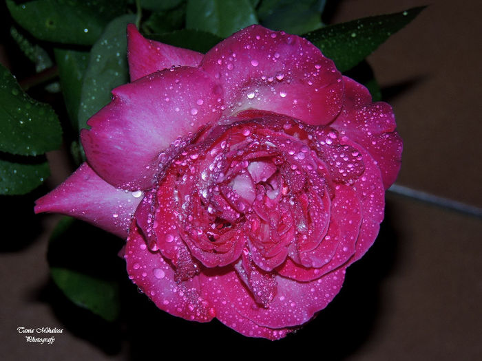DSCN1864