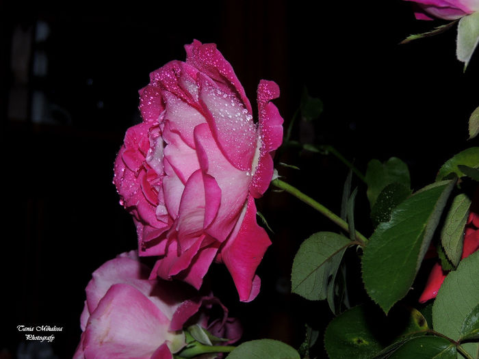 DSCN1868
